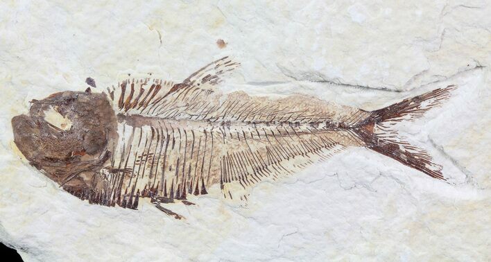 Bargain, Diplomystus Fossil Fish - Wyoming #74581